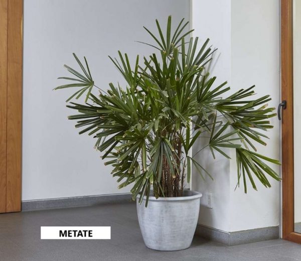 TEBAS-METATE - Imagen 2